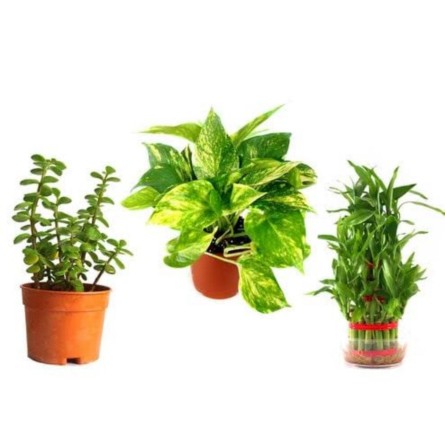 Pack of 3 Air Purifier Plants for Office Desk